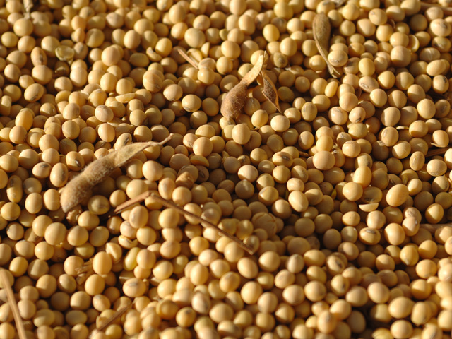 Pent-up demand for soybeans will likely be filled by the end of November, and prices for soybeans should begin to come down as the almost 4-billion-bushel bean harvest settles into silos instead of ships, according to a Rabobank analyst. (DTN/The Progressive Farmer File photo by Jim Patrico)
